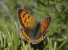 Lycaena phlaeas