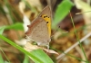Lycaena phlaeas