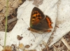 Lycaena phlaeas