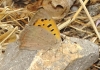 Lycaena phlaeas
