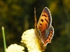 Lycaena phlaeas