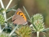 Lycaena phlaeas