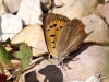Lycaena phlaeas