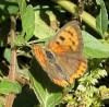 Lycaena  phlaeas