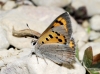 Lycaena phlaeas
