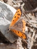 Lycaena phlaeas