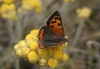 Lycaena phlaeas
