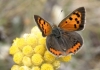 Lycaena phlaeas