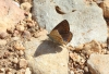 Lysandra bellargus