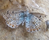 Lysandra bellargus
