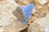 Lysandra bellargus