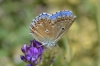 Lysandra bellargus
