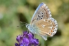 Lysandra bellargus