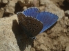 Lysandra bellargus