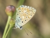 Lysandra bellargus