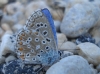 Lysandra bellargus