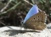 Lysandra bellargus