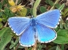 Lysandra bellargus