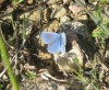 Lysandra bellargus