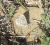 Lysandra bellargus