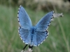 Lysandra bellargus