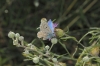 Lysandra bellargus