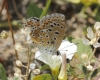 Lysandra bellargus