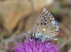 Lysandra bellargus