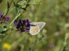 Lysandra bellargus