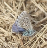 Lysandra bellargus