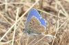 Lysandra bellargus