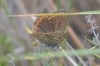 Lysandra bellargus