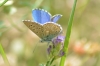 Lysandra bellargus