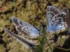 Plebejus argus