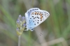 Plebejus argus