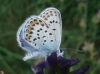 Plebejus argus
