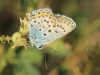 Plebejus argus