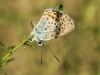 Plebejus argus