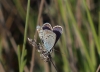 Plebejus argus