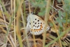 Plebejus argus