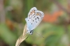 Plebejus argus