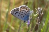 Plebejus argus