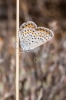 Plebejus argus