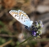 Plebejus argus