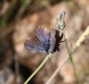 Plebejus argus