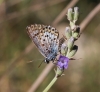 Plebejus argus