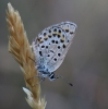 Plebejus argus