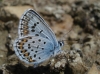 Plebejus argus