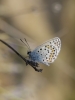 Plebejus argus