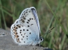 Plebejus argus